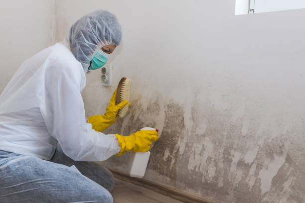 Mold Removal and Inspection in Lake Mack Forest Hills, FL