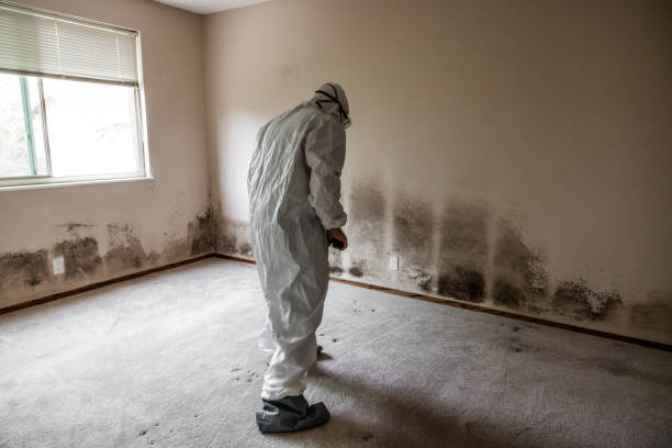 Best Mold Damage Repair  in Lake Mack Forest Hills, FL