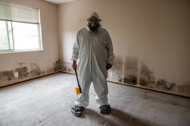 Mold Removal Process in Lake Mack Forest Hills, FL