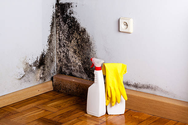Best Residential Mold Removal  in Lake Mack Forest Hills, FL