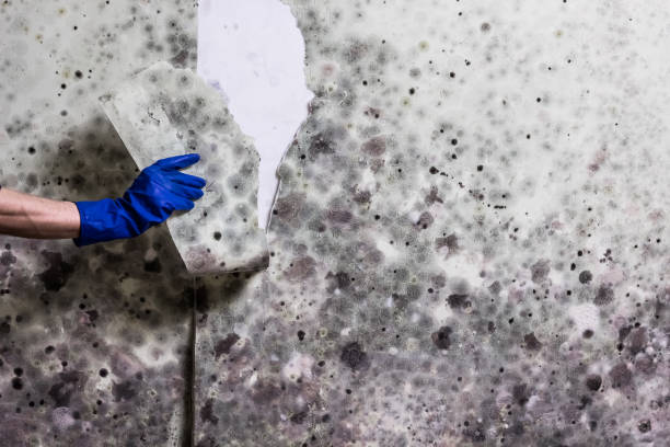 Best Commercial Mold Removal  in Lake Mack Forest Hills, FL